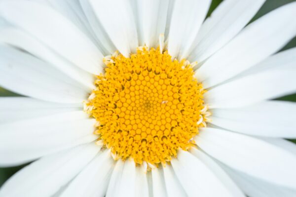 https://unsplash.com/photos/white-and-yellow-daisy-flower-sKwr8e79lMs?utm_content=creditShareLink&utm_medium=referral&utm_source=unsplash